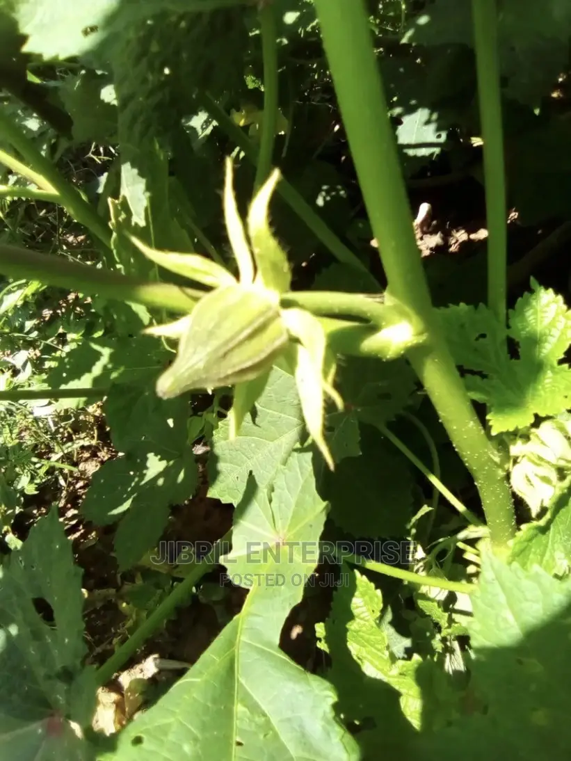 West African Okro (Abelmoscus Caillei)