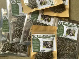 West African Okro (Abelmoscus Caillei)