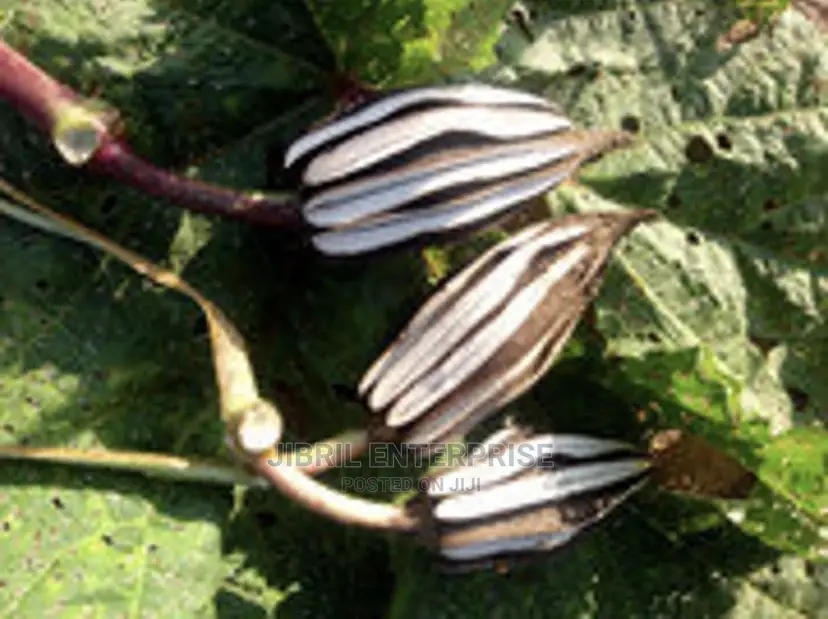 West African Okro (Abelmoscus Caillei)