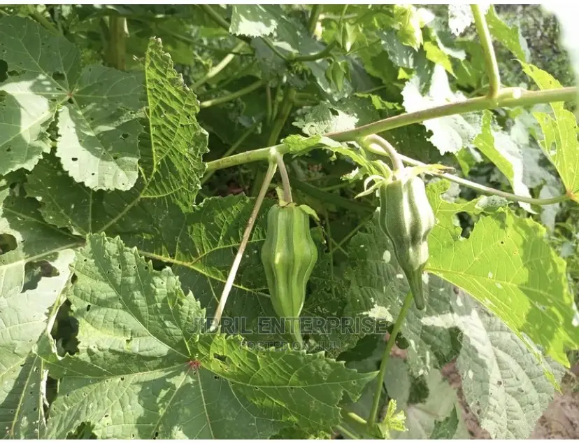 West African Okro (Abelmoscus Caillei)