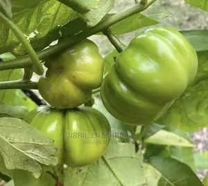 Dwarf Eggplant, Green Ribbed Eggplant