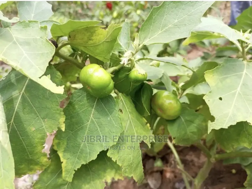 Dwarf Eggplant, Green Ribbed Eggplant