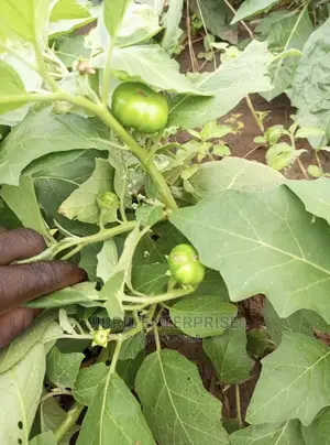 Dwarf Eggplant, Green Ribbed Eggplant