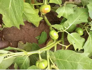 Dwarf Eggplant, Green Ribbed Eggplant