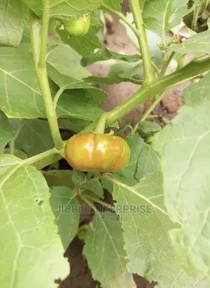 Dwarf Eggplant, Green Ribbed Eggplant