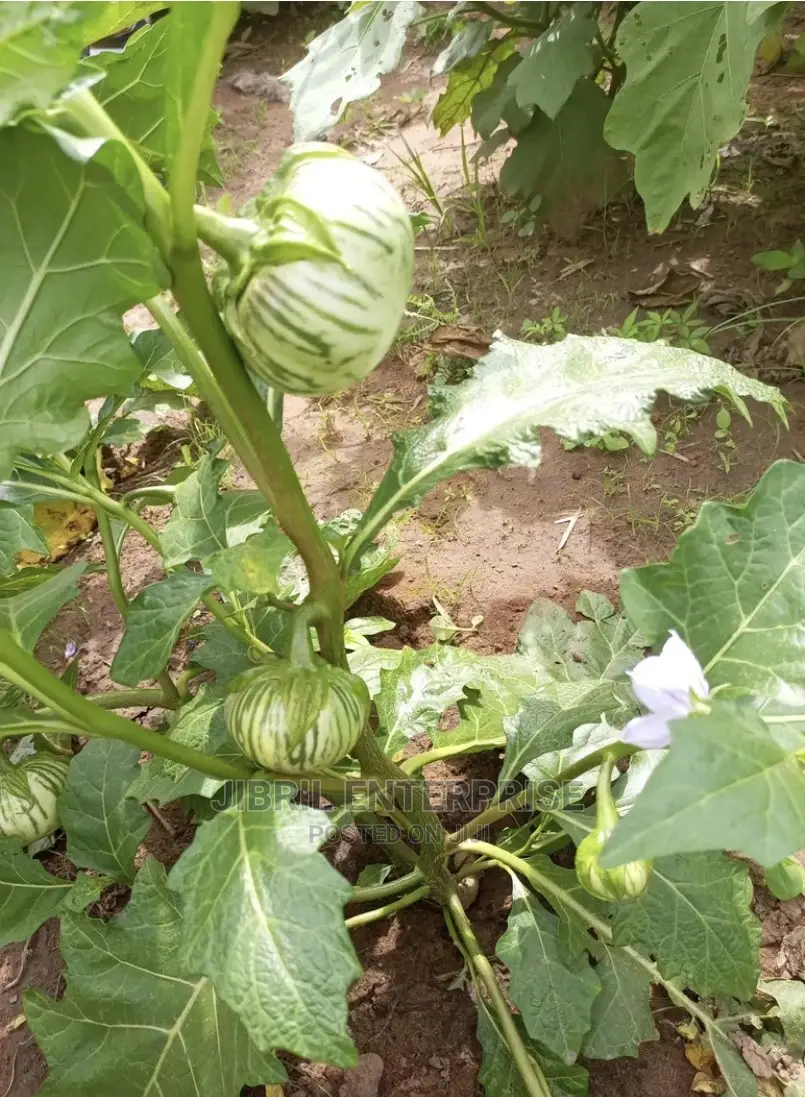 Stripped Macrocarpon Eggplant