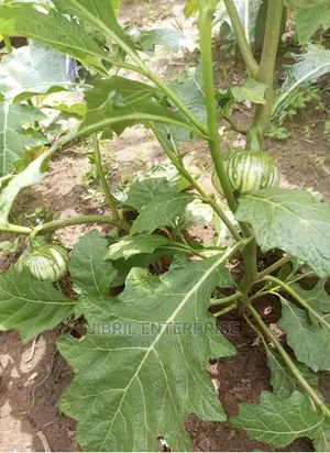 Stripped Macrocarpon Eggplant