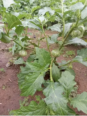 Stripped Macrocarpon Eggplant