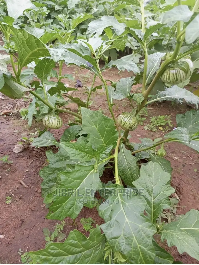 Stripped Macrocarpon Eggplant