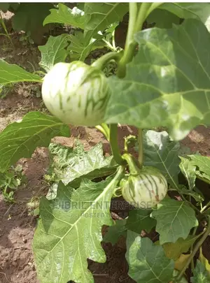 Stripped Macrocarpon Eggplant