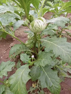 Stripped Macrocarpon Eggplant