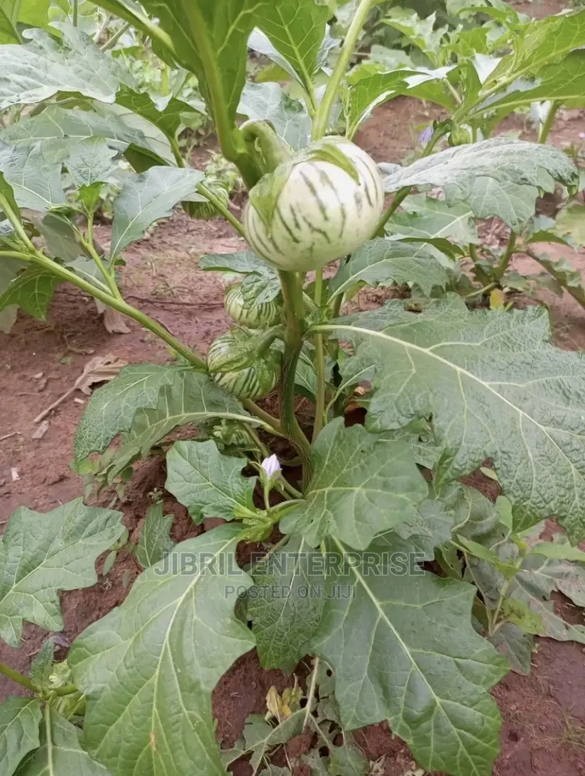 Stripped Macrocarpon Eggplant