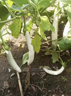 White Melongena Eggplant