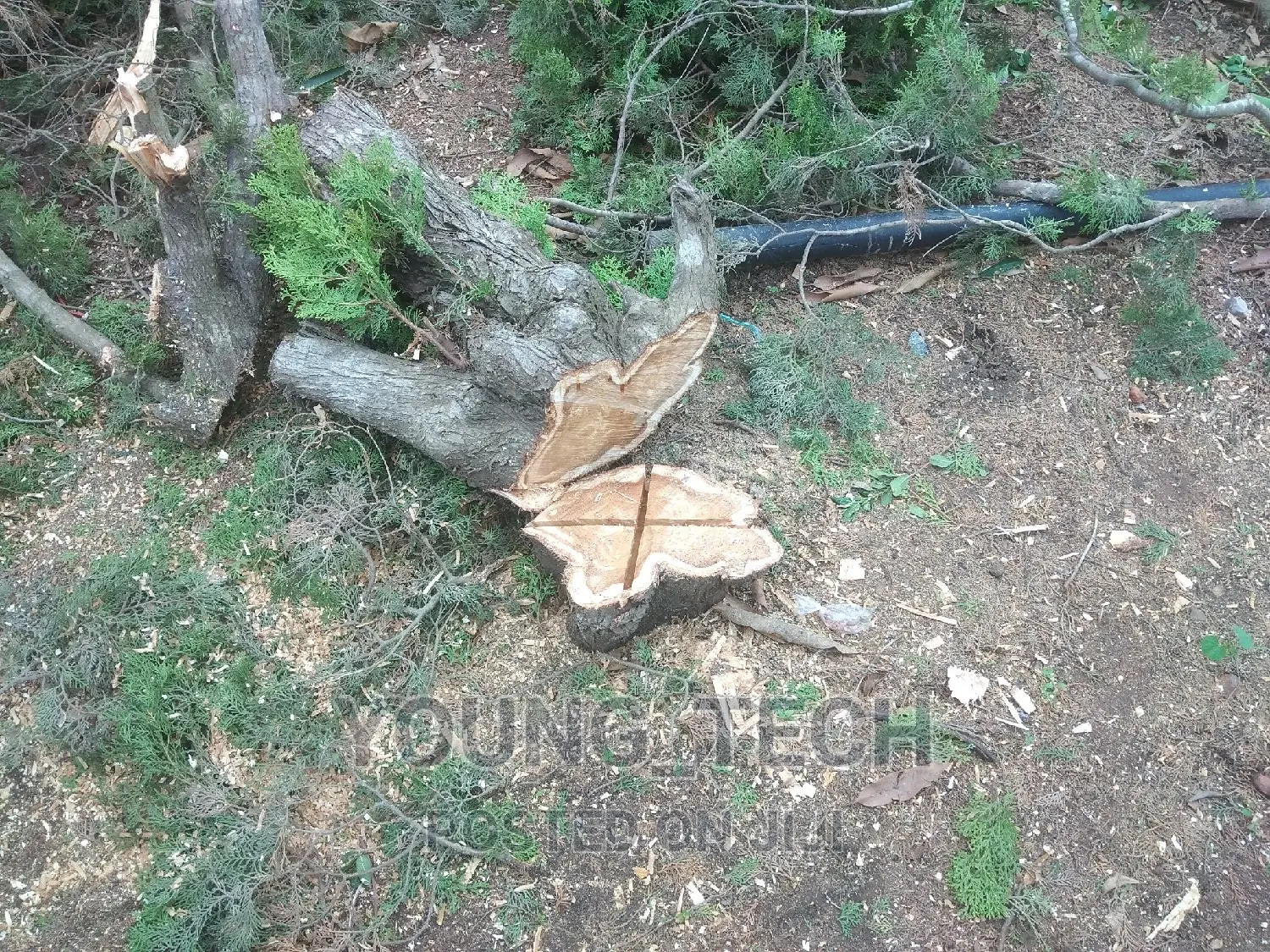 Chainsaw Operator(Tree Cutter)