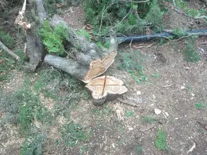 Chainsaw Operator(Tree Cutter)