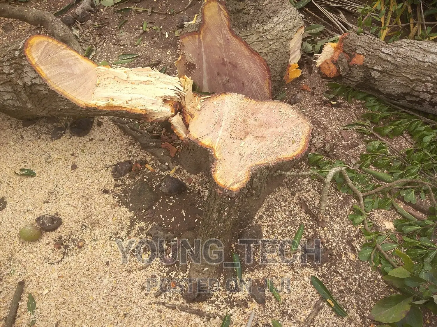 Chainsaw Operator(Tree Cutter)
