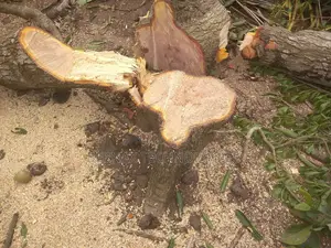 Chainsaw Operator(Tree Cutter)