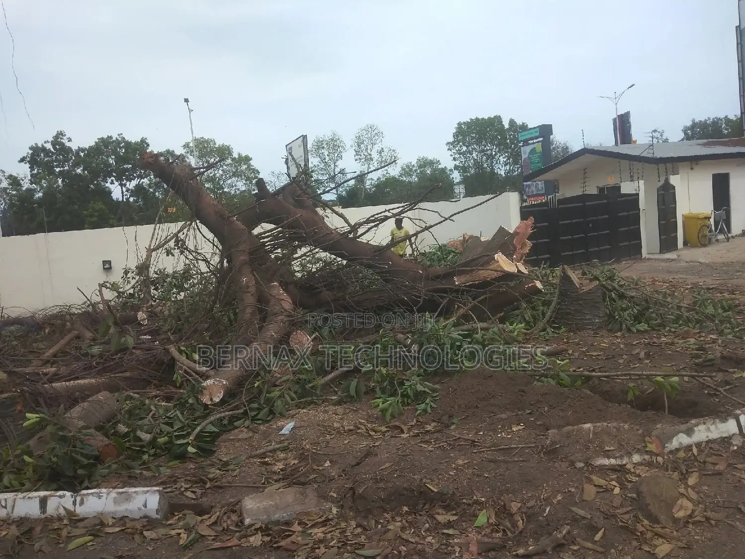 Chainsaw Operator(Tree Cutter)