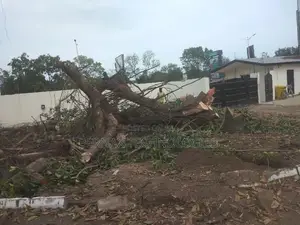 Chainsaw Operator(Tree Cutter)