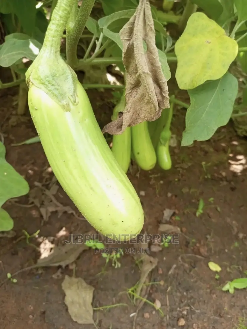Green Melongena Eggplant