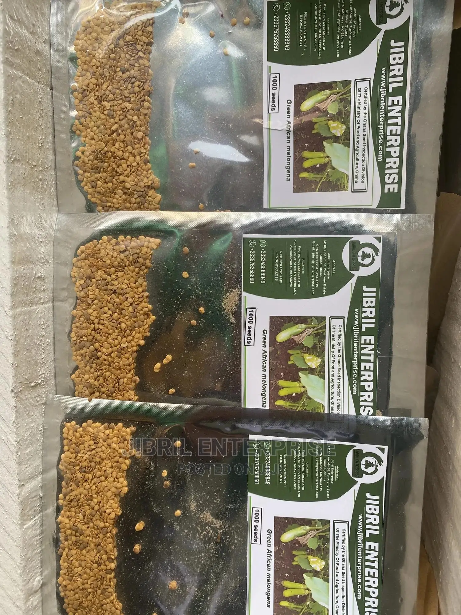Green Melongena Eggplant