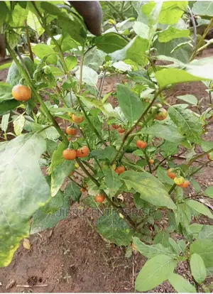 Hausa Likok Eggplant