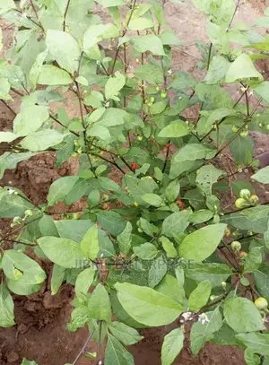 Hausa Likok Eggplant