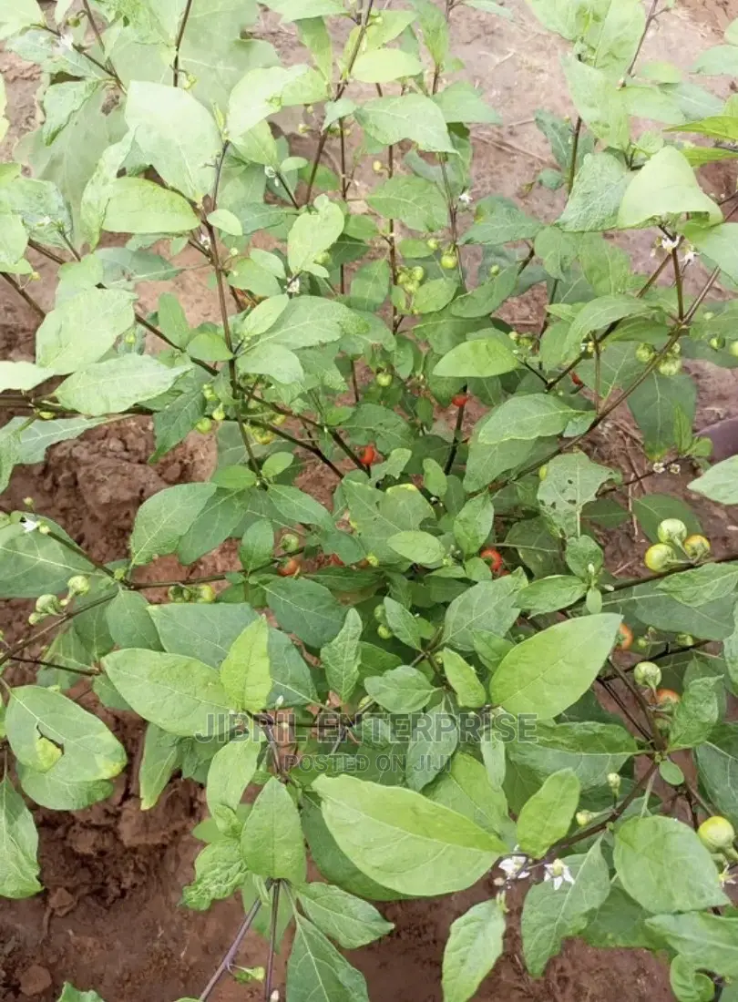 Hausa Likok Eggplant