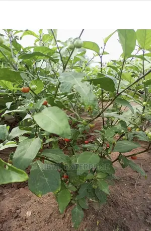 Hausa Likok Eggplant
