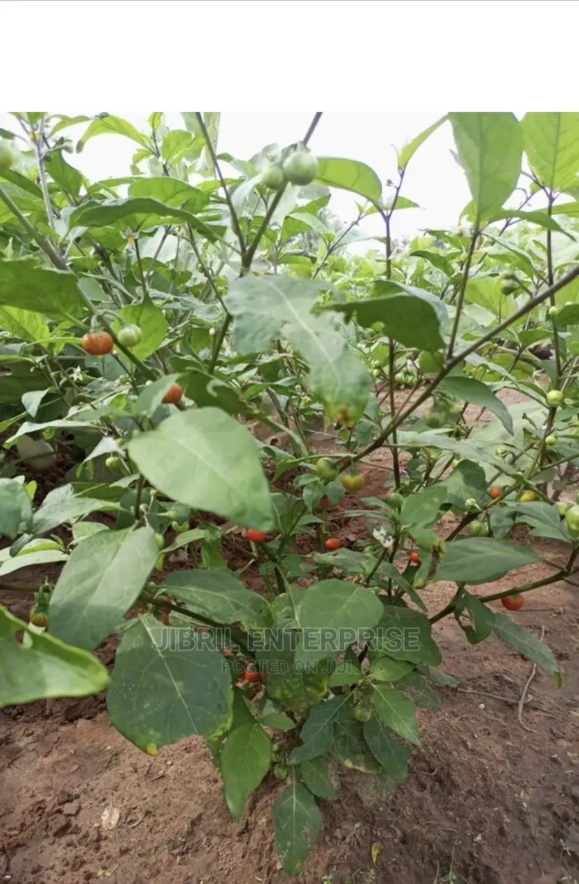 Hausa Likok Eggplant