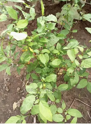 Hausa Likok Eggplant