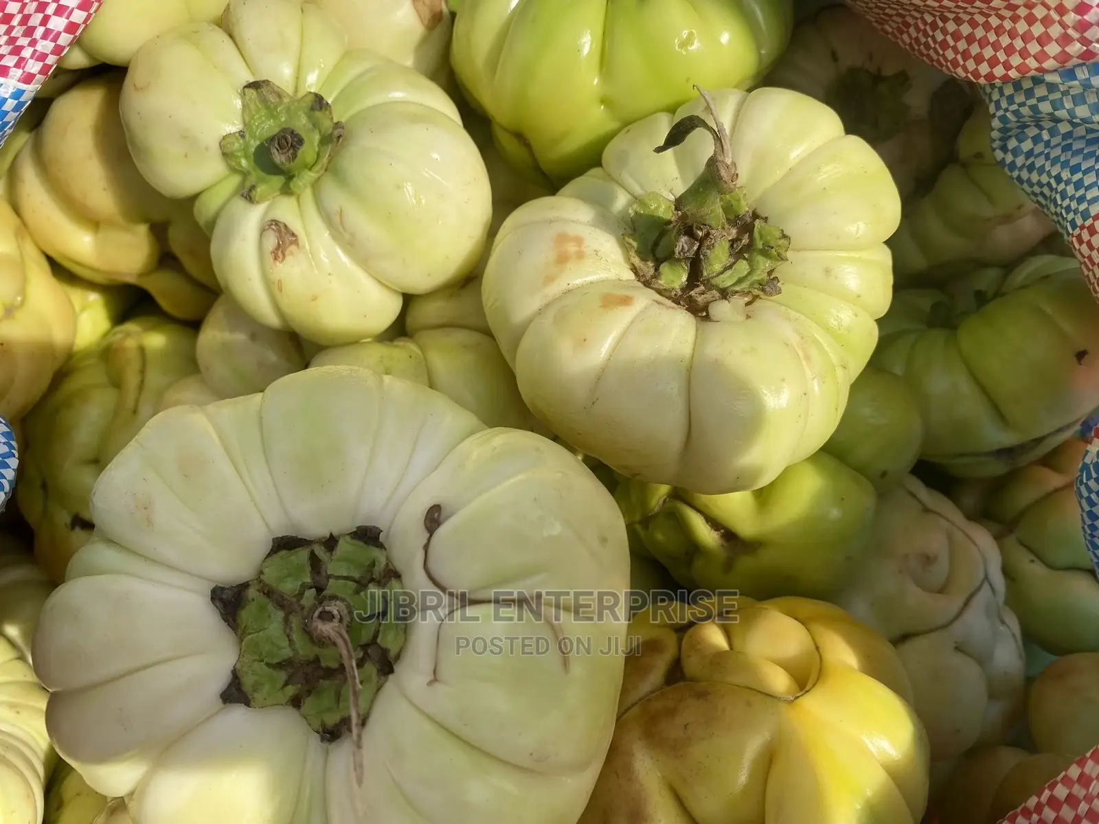 Bitter Tomato (Solanum Aethiopicum