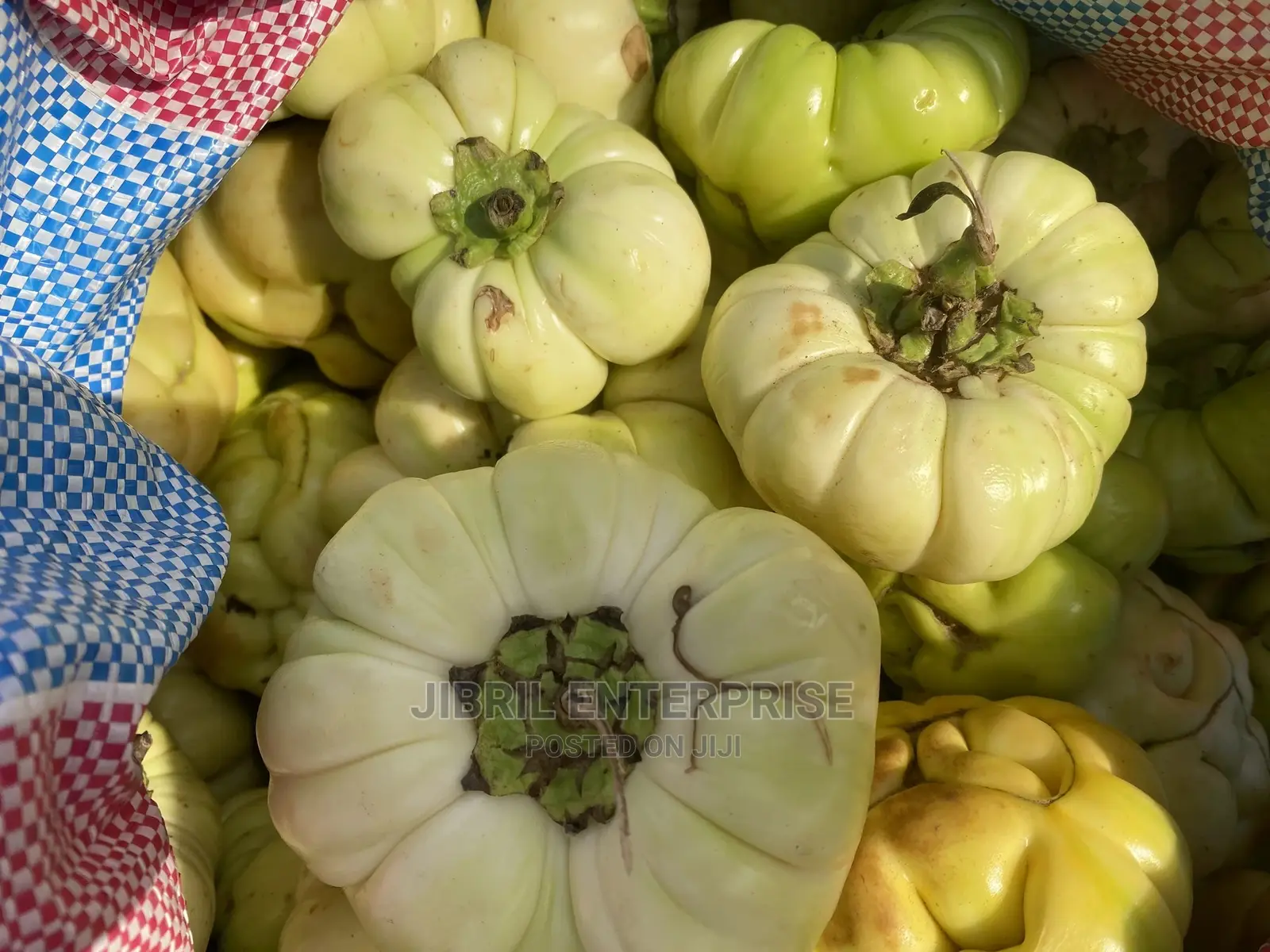 Bitter Tomato (Solanum Aethiopicum