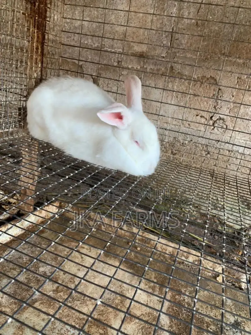 Rabbit For Sale