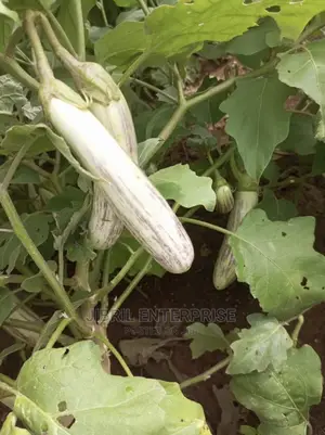 White-Purple Melongena Eggplant