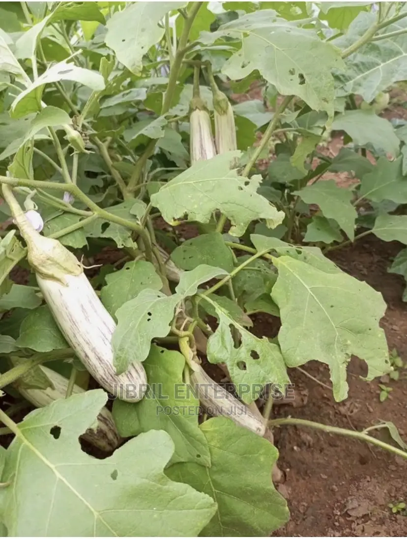 White-Purple Melongena Eggplant