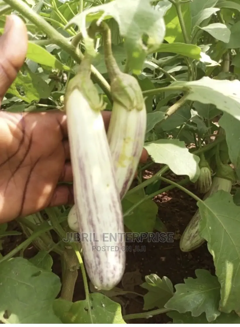 White-Purple Melongena Eggplant
