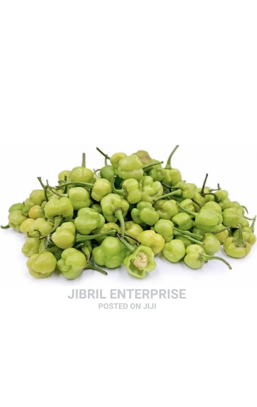 Kpakposhito Pepper, Butt Cheek Pepper (Solanum Chinese)