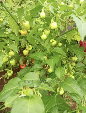 Kpakposhito Pepper, Butt Cheek Pepper (Solanum Chinese)