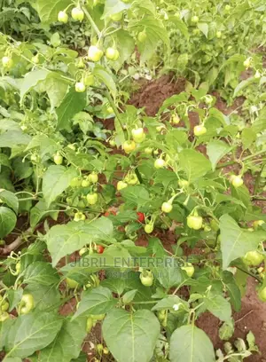 Kpakposhito Pepper, Butt Cheek Pepper (Solanum Chinese)