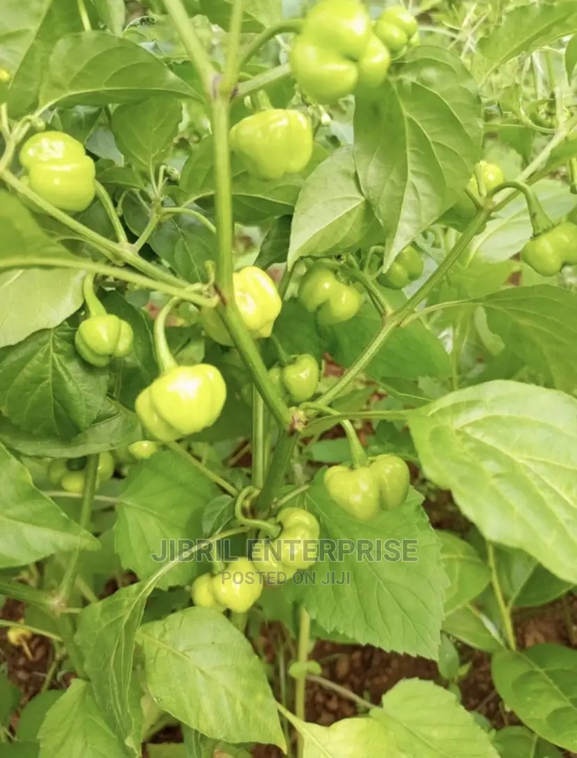 Kpakposhito Pepper, Butt Cheek Pepper (Solanum Chinese)