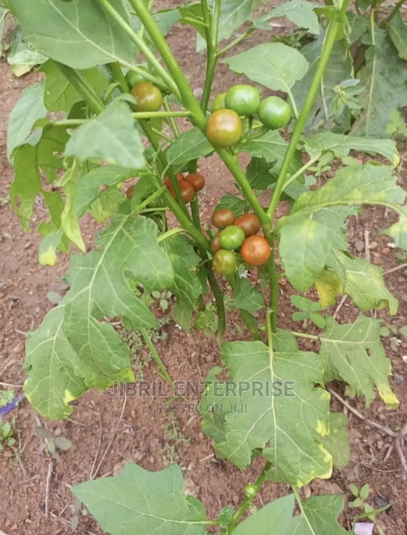 Nigerian Eggplant
