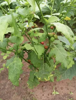 Nigerian Eggplant