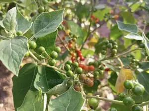 African Pea Eggplant