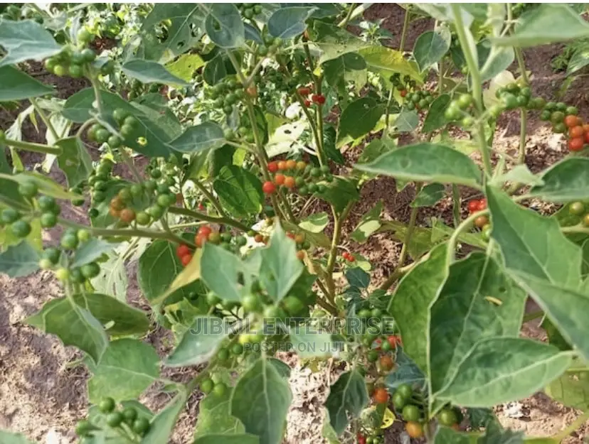 African Pea Eggplant