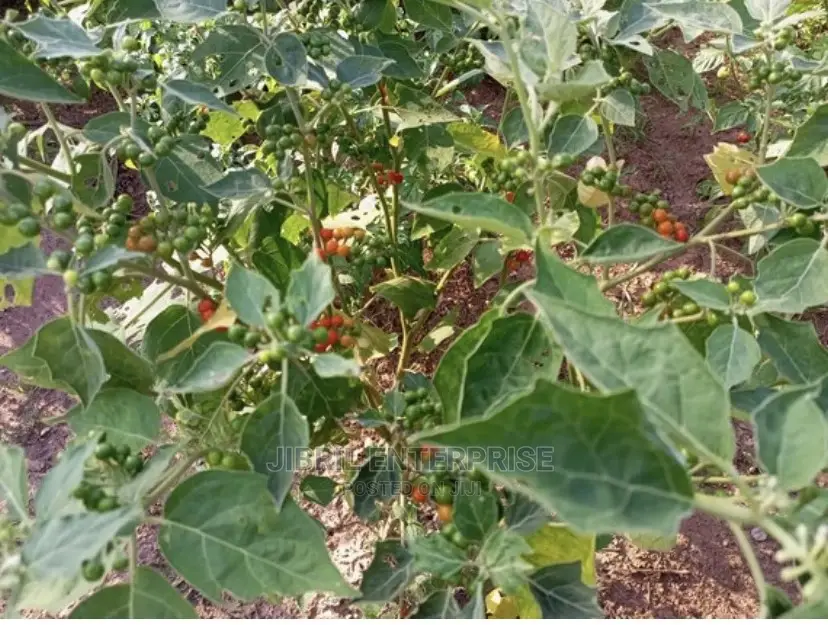 African Pea Eggplant