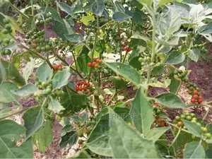African Pea Eggplant