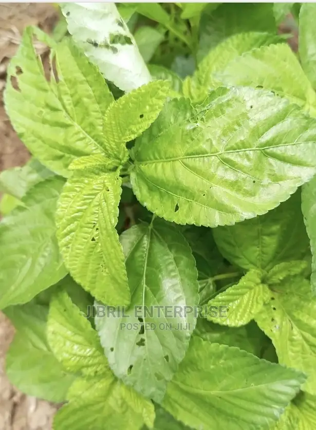 Broad Leaves Egyptian Spinach(Corchorus Olitorius)