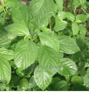 Broad Leaves Egyptian Spinach(Corchorus Olitorius)