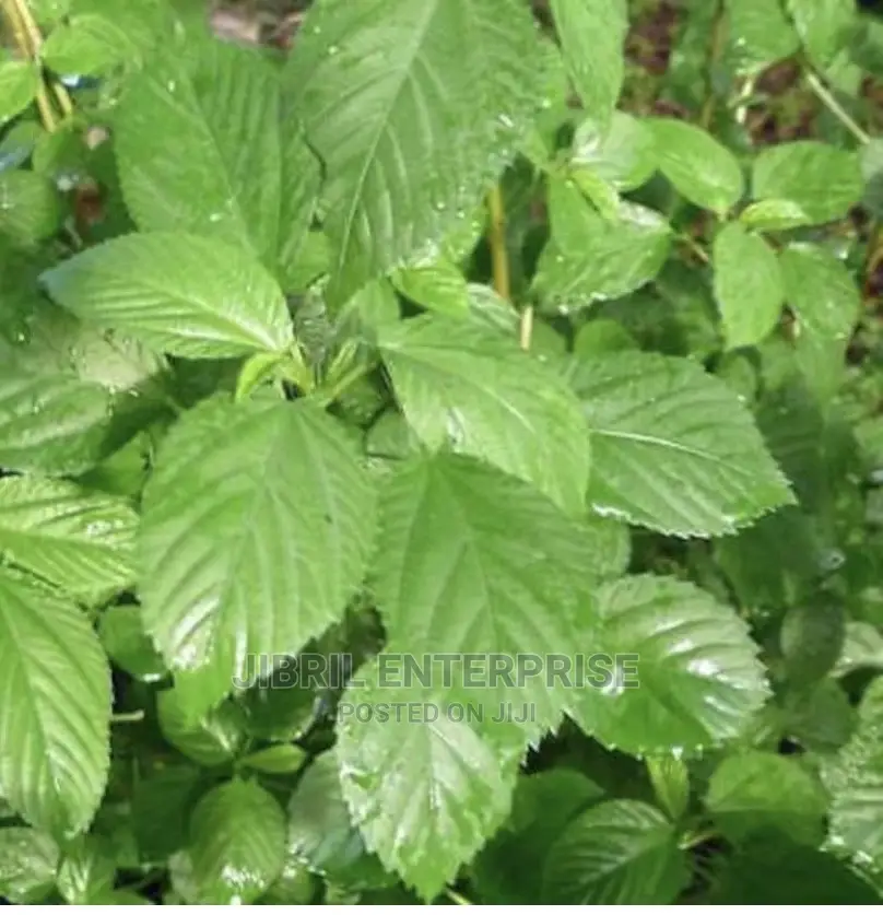 Broad Leaves Egyptian Spinach(Corchorus Olitorius)